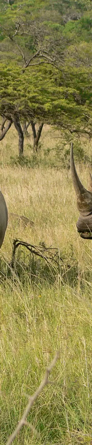 Bei den Spitzmaulnashörnern in Zululand